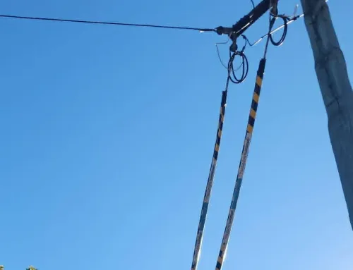 Tiger Tails on Power Lines: A Guide for NZ Homeowners